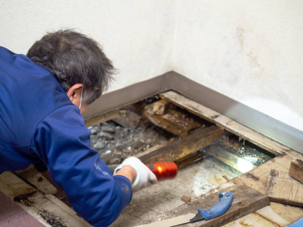 Best Water Damage Restoration  in Kalaheo, HI