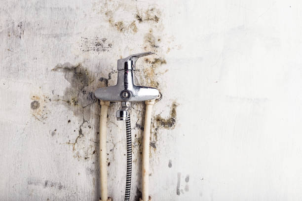 Best Black Mold Removal  in Kalaheo, HI