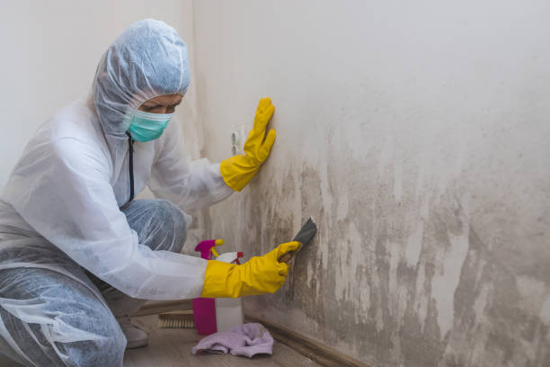 Best Mold Cleaning Services  in Kalaheo, HI
