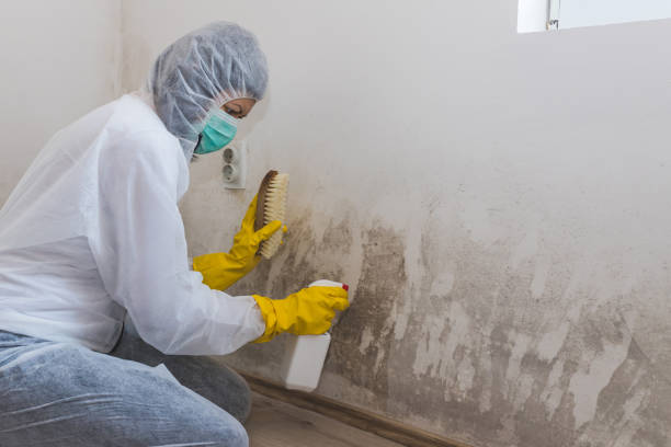 Office Mold Removal Services in Kalaheo, HI