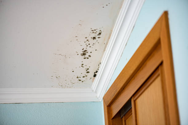 Best Attic Mold Removal  in Kalaheo, HI