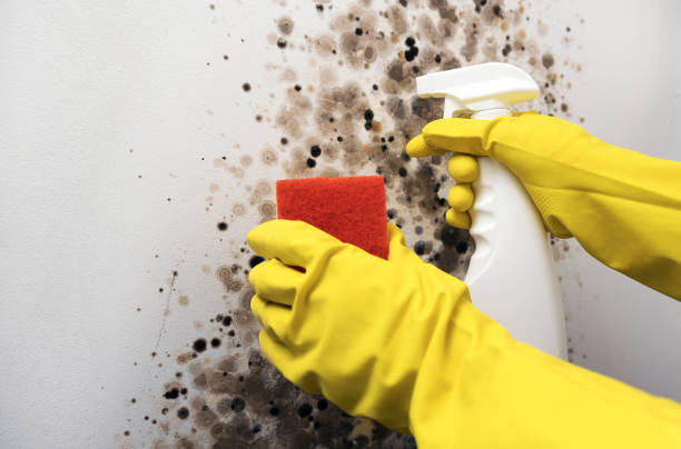 Best Office Mold Removal Services  in Kalaheo, HI