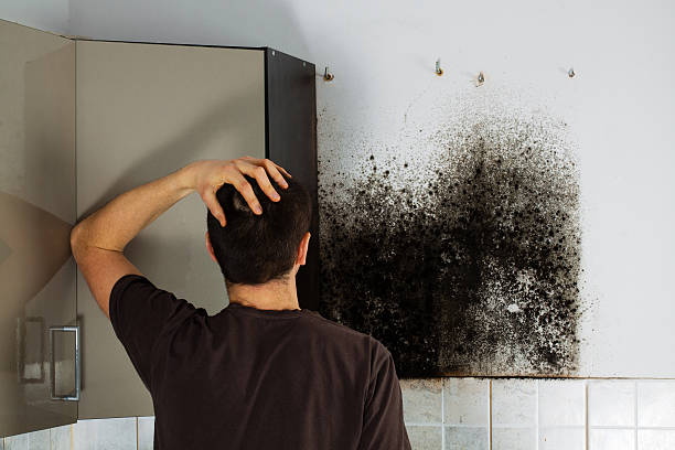 Best Emergency Mold Removal  in Kalaheo, HI