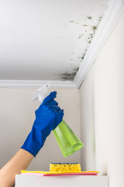 Best Residential Mold Removal  in Kalaheo, HI